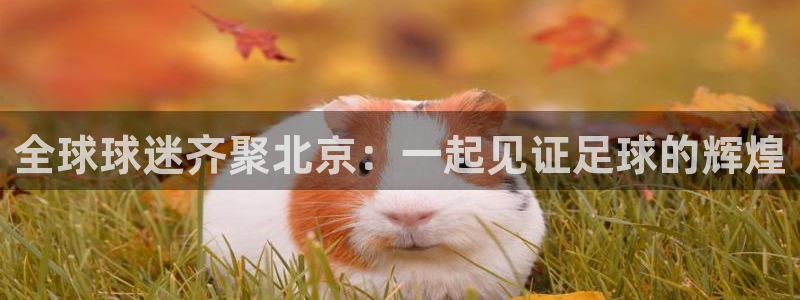 2026世界杯足球赛程时间表：全球球迷齐聚北京：一起见证足球的辉煌